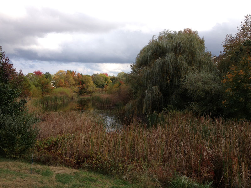 storm water basin clearing Newark Delaware